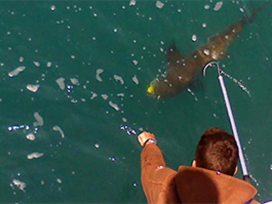 Outer Banks Cobia Fishing